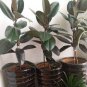 Rare Bonsai Ficus Elastica Decora Indian Rubber Tree 100 Seeds