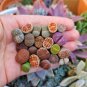 Lithop Mixed 200 Seeds