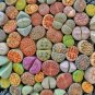 Lithop Mixed 200 Seeds