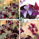 Oxalis Wood Sorrel Flower Oxalis Purple Shamrock Clover 200 Seeds