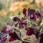 Oxalis Wood Sorrel Flower Oxalis Purple Shamrock Clover 200 Seeds