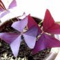 Oxalis Wood Sorrel Flower Oxalis Purple Shamrock Clover 200 Seeds