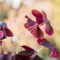 Oxalis Wood Sorrel Flower Oxalis Purple Shamrock Clover 200 Seeds