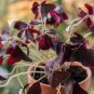 Oxalis Wood Sorrel Flower Oxalis Purple Shamrock Clover 200 Seeds