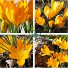 Many Varieties Saffron Flores Saffron Flower plantas 40 Seeds