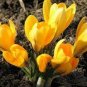 Many Varieties Saffron Flores Saffron Flower plantas 40 Seeds