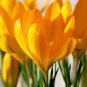 Many Varieties Saffron Flores Saffron Flower plantas 40 Seeds