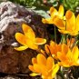 Many Varieties Saffron Flores Saffron Flower plantas 40 Seeds