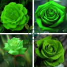 Elegant Big Blooming Green Rose Shrub 100 Seeds