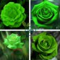 Elegant Big Blooming Green Rose Shrub 100 Seeds