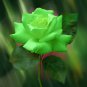 Elegant Big Blooming Green Rose Shrub 100 Seeds