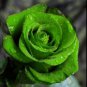 Elegant Big Blooming Green Rose Shrub 100 Seeds