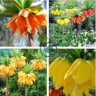Imperial Bonsai Wang Fritillaria Bonsai 60 Seeds