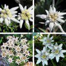 Exotic Edelweiss Seed Flower Plant  DIY Home Garden 400 Seeds