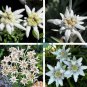 Exotic Edelweiss Seed Flower Plant  DIY Home Garden 400 Seeds