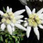 Exotic Edelweiss Seed Flower Plant  DIY Home Garden 400 Seeds