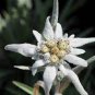 Exotic Edelweiss Seed Flower Plant  DIY Home Garden 400 Seeds