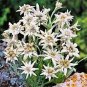 Exotic Edelweiss Seed Flower Plant  DIY Home Garden 400 Seeds