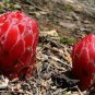 Sarcodes sanguinea Snow Plant 40 Seeds