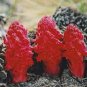 Sarcodes sanguinea Snow Plant 40 Seeds