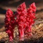 Sarcodes sanguinea Snow Plant 40 Seeds