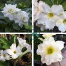 'Western Saint' Adenium Desert Rose 4 Seeds