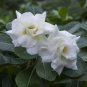 'Western Saint' Adenium Desert Rose 4 Seeds