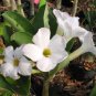 'Western Saint' Adenium Desert Rose 4 Seeds