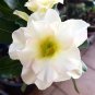 'Western Saint' Adenium Desert Rose 4 Seeds