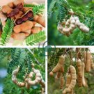 Tamarind Sweet Indian Date Makam Dwarf 20  Seeds
