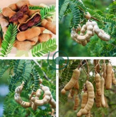 Tamarind Sweet Indian Date Makam Dwarf 20  Seeds