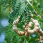 Tamarind Sweet Indian Date Makam Dwarf 20  Seeds
