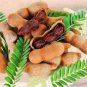 Tamarind Sweet Indian Date Makam Dwarf 20  Seeds