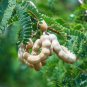 Tamarind Sweet Indian Date Makam Dwarf 20  Seeds
