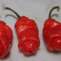 Peter Pepper 400 Seeds