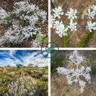 Conospermum incurvum - Plume smokebush 6 Seeds