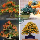 Bonsai Orange Pyracantha fortuneana Firethorn Perennial 40 Seeds