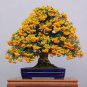 Bonsai Orange Pyracantha fortuneana Firethorn Perennial 40 Seeds