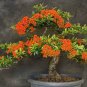 Bonsai Orange Pyracantha fortuneana Firethorn Perennial 40 Seeds