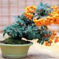 Bonsai Orange Pyracantha fortuneana Firethorn Perennial 40 Seeds