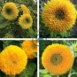 Tom's Bear Sunflower Annual Big Flower 30 Seeds