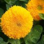 Tom's Bear Sunflower Annual Big Flower 30 Seeds