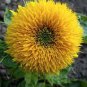 Tom's Bear Sunflower Annual Big Flower 30 Seeds