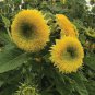 Tom's Bear Sunflower Annual Big Flower 30 Seeds