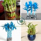 Blue Lucky Bamboo Bonsai Anti Radiation Absorb dust Tree 100 Seeds