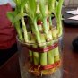 Blue Lucky Bamboo Bonsai Anti Radiation Absorb dust Tree 100 Seeds