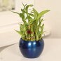 Blue Lucky Bamboo Bonsai Anti Radiation Absorb dust Tree 100 Seeds