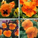 Pansy Orange Perenial Flower 60 Seeds