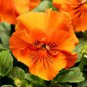 Pansy Orange Perenial Flower 60 Seeds