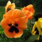 Pansy Orange Perenial Flower 60 Seeds